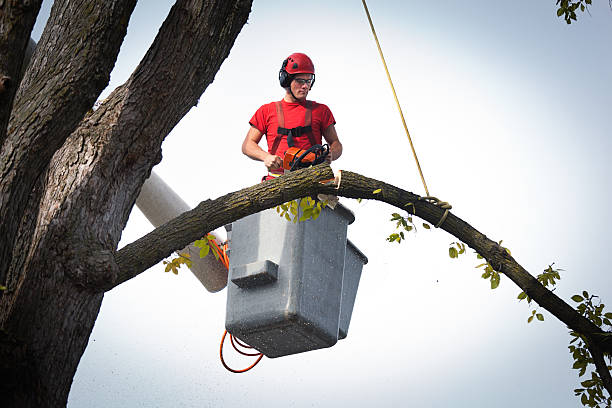 Best Professional Tree Care  in Camp Wood, TX